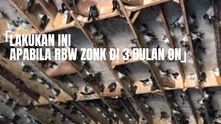 Download lagu DO THIS STEPS IF RBW ON 3 MONTHS IS STILL A ZONK! BEGINNERS MUST APPLY THIS TO GET THE BIRDS TO C... mp3