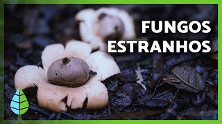 Miniatura do vídeo