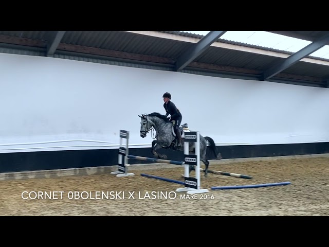 Lady Obolensky under the saddle