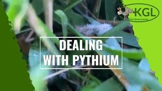 Battling Pythium with Josh from Kick Grass Lawns
