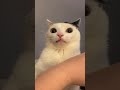 Cat Bites His Owner And Then Realizes What He S Done
