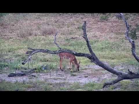Djuma: Nyala and Impala - 14:22 - 12/12/2022