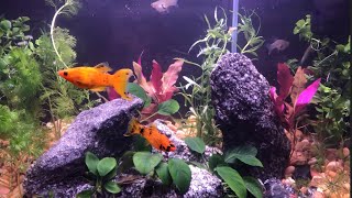 10 Gallon Aquascape w/ BLEACHED plants and leftover materials.