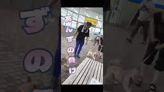 あんずとTikTok集