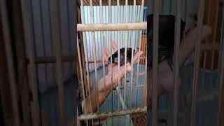 Download lagu Kutilang Hitam, mutasi bulu hitam. lbh langka dari Blorok putih.. mp3 Download lagu Kutilang Hitam, mutasi bulu hitam. lbh langka dari Blorok putih.. mp3