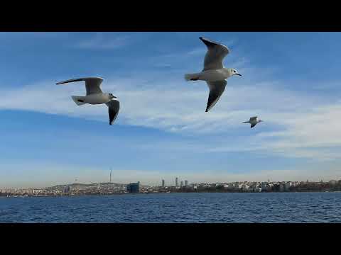 Philippe Sarde - Martini Dry - Martıların Dansı #istanbul