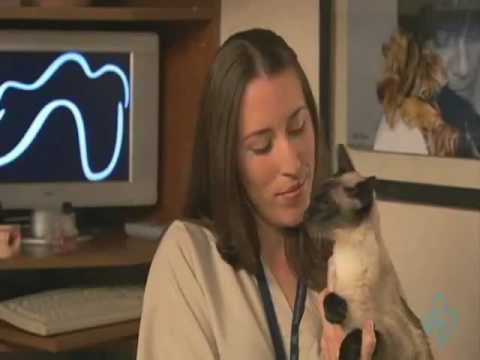 Preventing Oral Disease in Your Cat