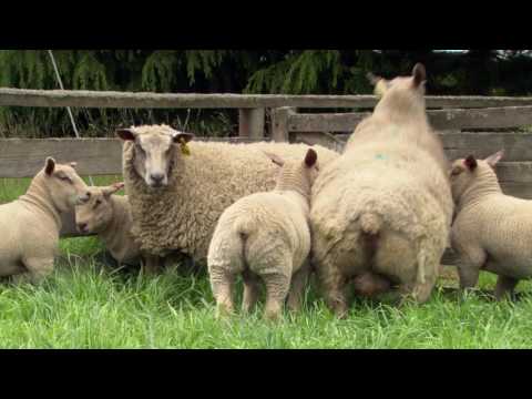Charollais Sheep Genetics in a Suffolk Stud