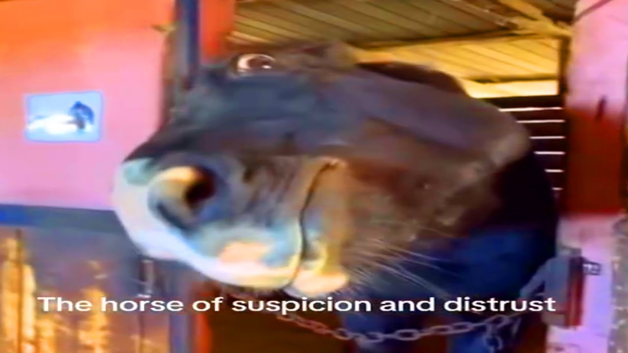 memes that will lobotomize you v7