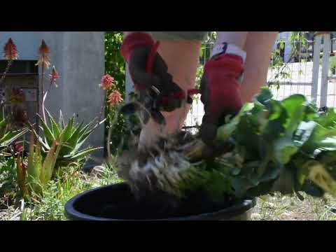 Un cultivo para el futuro