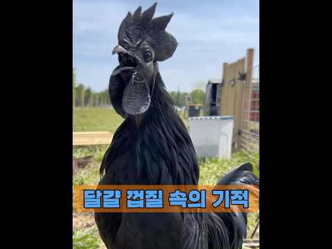 한 남자가 썩은 달걀을 발견했는데, 그 달걀에서 부화한 병아리가 엄청난 보물이 될 줄은 꿈에도 몰랐다. #animals #동물키우기 #동물