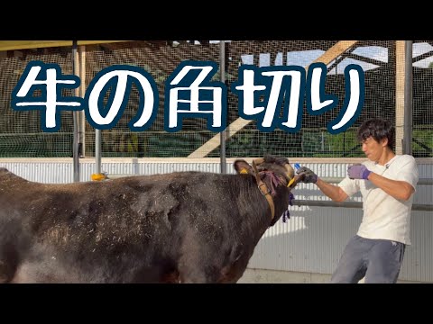 牛には角があるのでしょうか?