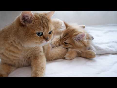 YouTube 썸네일