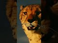 Cheetah ATTITUDE Whatsapp Status Shorts Attitude