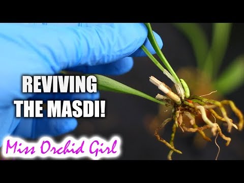 , title : 'Attempting to revive my Masdevallia Orchid - A 'cooler' approach'