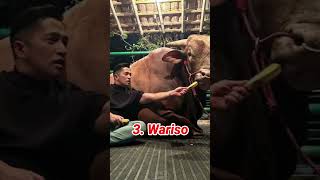 Download lagu THIS IS A SERIES OF IRFAN HAKIM'S SACRIFICIAL COWS FROM YEAR TO YEAR #shorts #trending #viral #ir... mp3 Download lagu THIS IS A SERIES OF IRFAN HAKIM'S SACRIFICIAL COWS FROM YEAR TO YEAR #shorts #trending #viral #ir... mp3