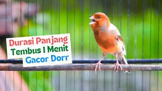 Download lagu Suara Burung Kenari Gacor Panjang Durasi Tembus 1 Menit! Mengajak Kenari Lain Untuk Bunyi Auto Emosi mp3