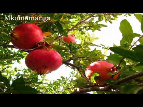 Taarab: Siadhiriki (1)