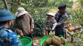 Hồi ký Thu hoạch Sầu riêng ở Khánh Sơn vụ mùa 2025 (đợt 1)