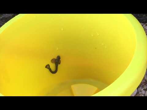 Leaping Blenny - Gris Gris Beach Mauritius
