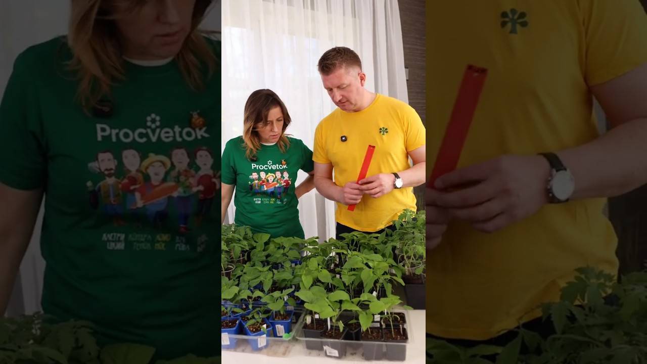 Агрореалити Битва за урожай! Меряемся рассадой: у кого выросла длиннее, а у кого зеленее