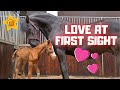 Orphan Foal Meets Foster Mother Queen Uniek I Ve Never Seen This Before Amazing Friesian Horses