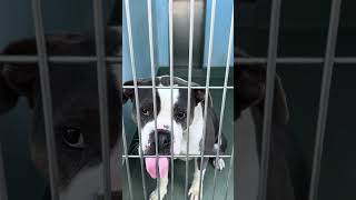 Video preview image #1 Boxer-Unknown Mix Puppy For Sale in Pasadena, CA, USA