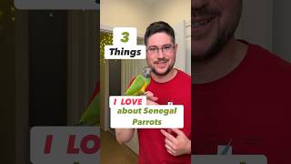 3 Things I LOVE About Senegal Parrots #birds #love