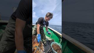 アズキガイが最盛期！危険生物には気をつけろ#漁師 #新潟 #カゴ漁