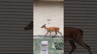 奈良の街中を闊歩するシカ🦌 #japan #travel #奈良