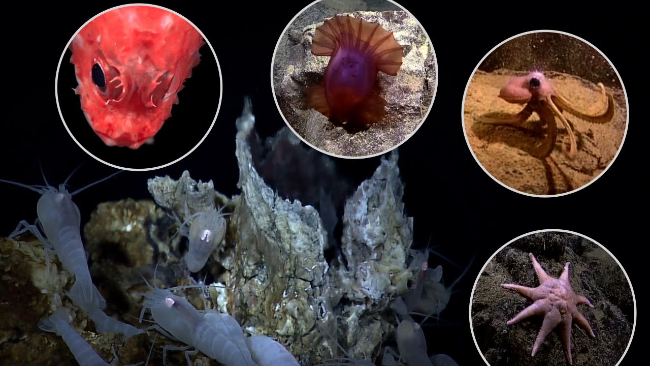 The Depths Below - Life on a Vent Video facade placeholder