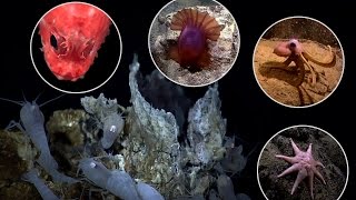 The Depths Below - Life on a Vent