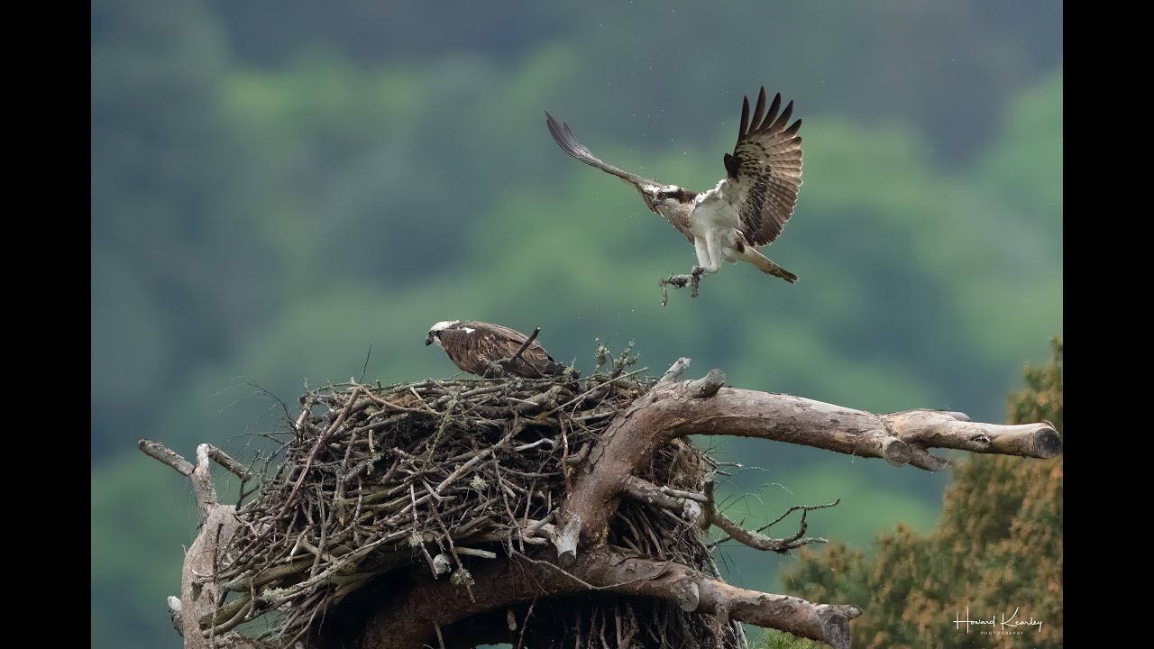 Live webcam view of Nido de Águila Pescadora en Directo