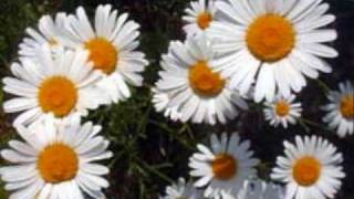 Fibonacci Numbers in Nature