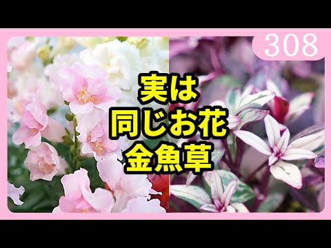 キンギョソウ 植物