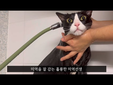 턱시도를 입은 채로 목욕하는 고양이