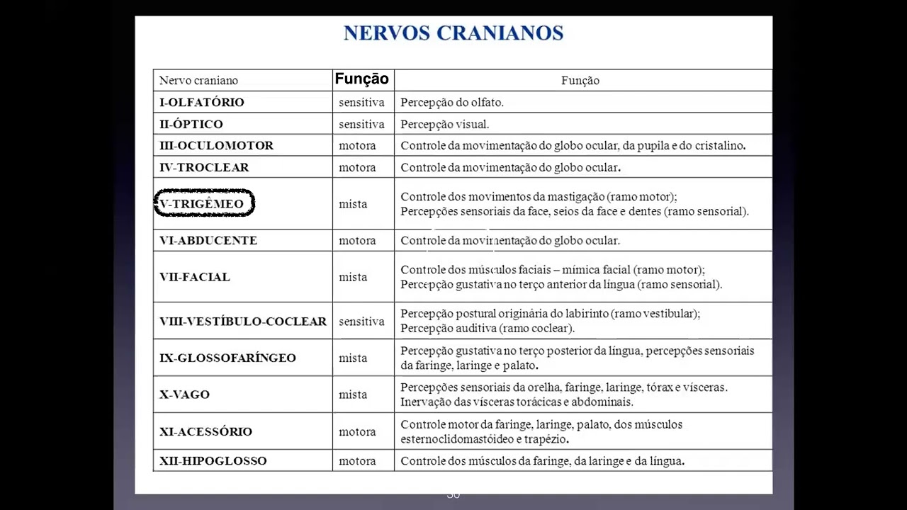 SISTEMA NERVOSO CABEÇA PESCOÇO 1