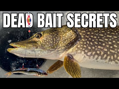 Ice Fishing With Dead Bait: The Most Overlooked Way to Catch Big Pike!