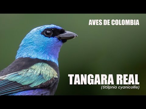 Tangara čistinová (Stilpnia cyanicollis) — starostlivosť, voliéra a kŕmenie