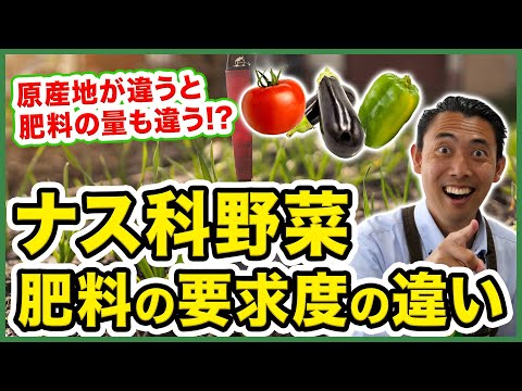 園芸 アフリカナス、紅ナス、ビタートマト