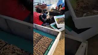 고추모종키우기 가식합니다 #고추모종키우기 #고추가식 풀뿌리농장