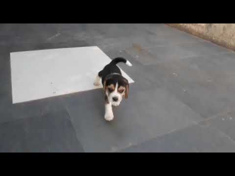 Beagle female puppy for sell in solapur maharashtra
