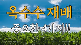 옥수수 재배하면서 알아야하는 4가지 !!(웃거름시기,병충해)
