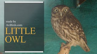 Little Owl [Athene Noctua]