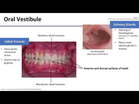 Oral Cavity Boundaries and Contents