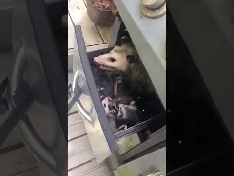 Wouu rata gigante agresiva