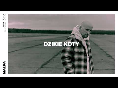 Video thumbnail for Dzikie koty