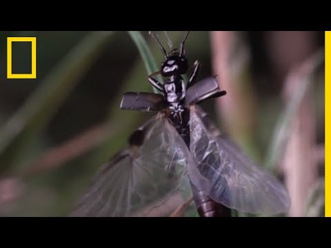 Les ailes de ce perce-oreille sont une prouesse de la nature