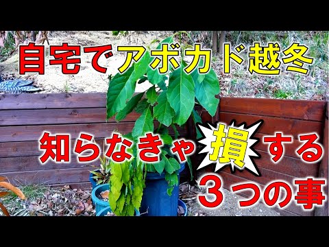 自宅でアボカドの木を育てる方法
