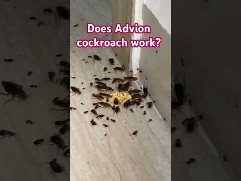 Does Advion cockroach work? Dale Prime Property Management Services